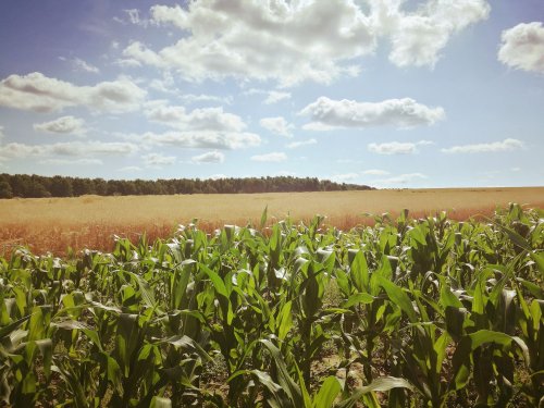 Paraguai: O Gigante Agrícola da América do Sul e as Oportunidades de Investimento
