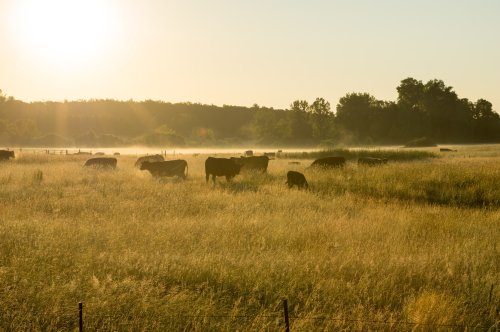 Paraguai: A Ascensão da Pecuária e as Oportunidades de Investimento no Setor Bovino